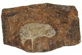 Fossil Ginkgo Leaf From North Dakota - Paleocene #188980-1
